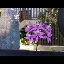 Solche Orchideen gedeihen hier in den Vorgärten
